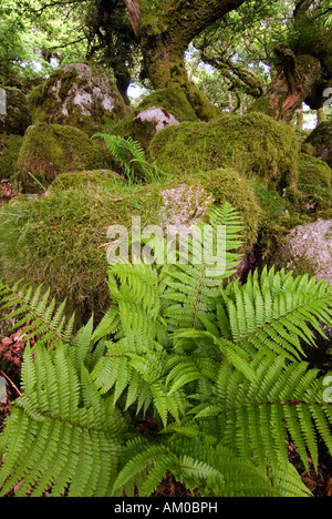 Fern dans Wistman's Wood, Dartmoor Banque D'Images