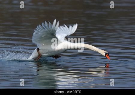 Mute swan (Cygnus olor) l'atterrissage sur l'eau Banque D'Images