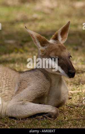 Pretty-face ou Wallaby Wallaby coureur (Macropus parryi) en captivité. L'Australie. Banque D'Images