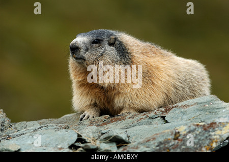 Marmotte des Alpes (Marmota marmota) Banque D'Images