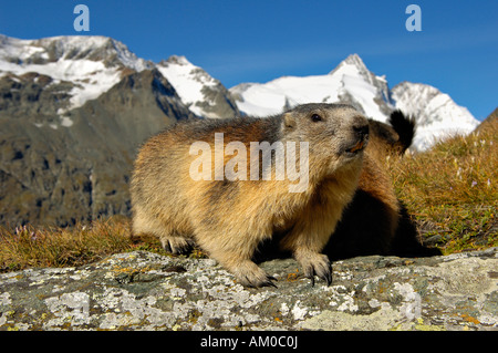 Marmotte des Alpes (Marmota marmota), Grossglockner, Alpes, France, Europe Banque D'Images