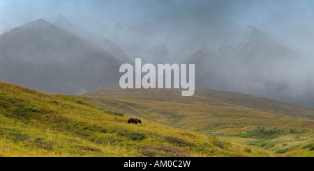 Ours grizzli (Ursus arctos horribilis) dans la toundra alpine, Denali National Park, Alaska, USA, Amérique du Nord Banque D'Images
