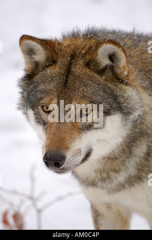 Le loup (Canis lupus) Banque D'Images