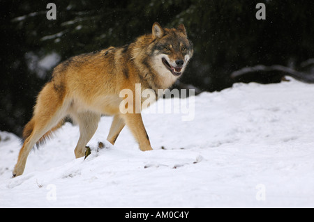 Le loup (Canis lupus) dans la neige Banque D'Images