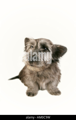 Scirpe Skye Terrier puppy isolated on white Banque D'Images