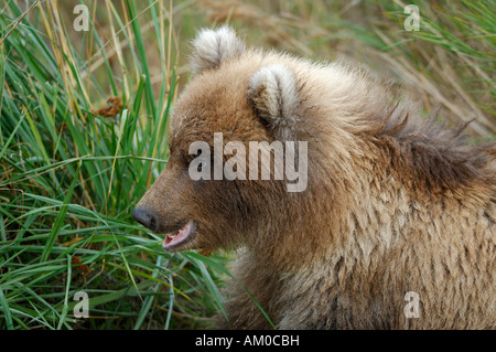 Alaska brown bear (Ursus arctos), pup (portrait), Katmai National Park, Alaska, USA Banque D'Images