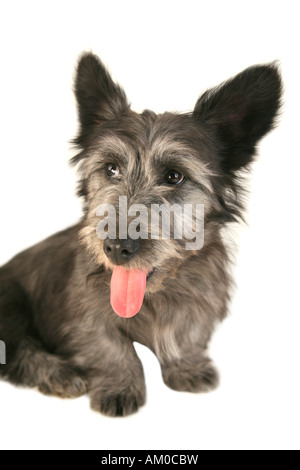 Skye Terrier puppy avec langue isolated on white Banque D'Images