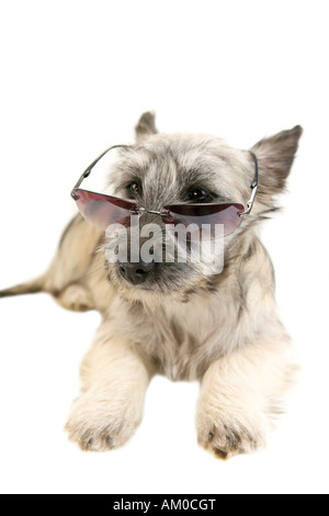 Gray Skye Terrier puppy wearing sunglasses isolated on white Banque D'Images