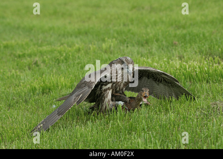 Gyr Saker Falcon (Falco rusticolus-cherrug) Banque D'Images