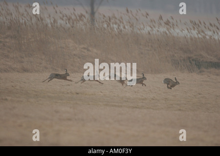 Lièvre d'Europe (Lepus europaeus) Banque D'Images