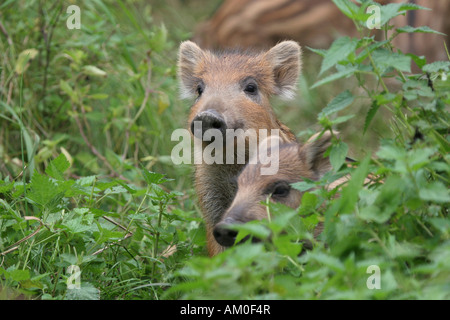 Shoats (Sus scrofa) Banque D'Images