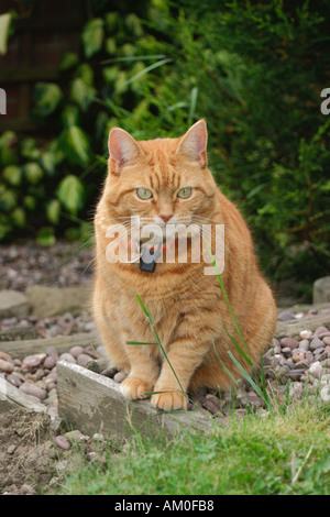 Sybil - a femelle ginger cat Banque D'Images