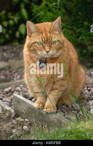 Sybil - a femelle ginger cat Banque D'Images