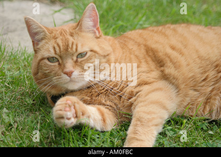 Sybil - a femelle ginger cat Banque D'Images