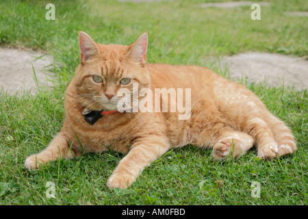 Sybil - a femelle ginger cat Banque D'Images