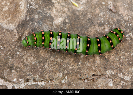 Papillon empereur Caterpillar Banque D'Images