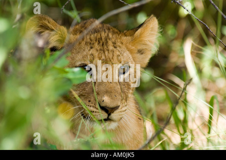 Jeune lion (Panthera leo) à partir de s'il cache dans le feuillage dans le Masaai Mara, Kenya Banque D'Images