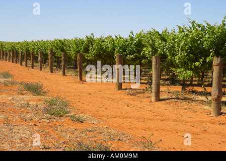 Dans les rangées de vignes dans la Barossa Valley Banque D'Images