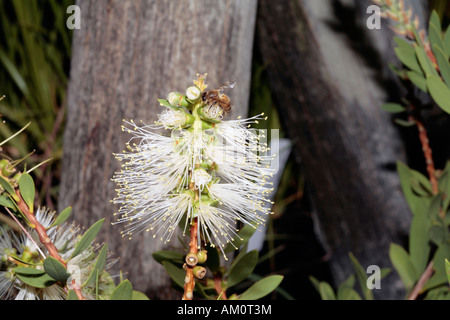 Callistemon 'White Anzac' -famille des Myrtaceae-et des abeilles - Callistemon citrinus et Apis mellifera Banque D'Images