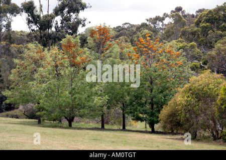 Close-up de chêne soyeux/sud de chêne soyeux d'Australie/Silver Oak trees- Grevillea robusta - famille des Protéacées Banque D'Images