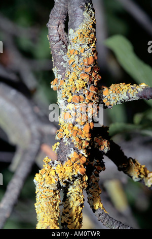 Lichen Orange/Jaune commun/ Échelle Sunburst Maritime et de parcelles de Parmelina [ ] - Xanthoria parietina Teloschistales Famille Banque D'Images