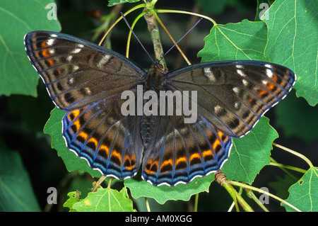 L'Amiral (Limenitis populi peuplier) Banque D'Images