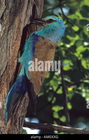 Coracias garrulus European (rouleau) Banque D'Images