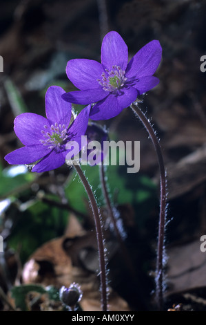 (Hepatica nobilis) Liverleaf Banque D'Images