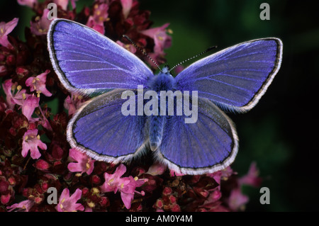 Blue (Polyommatus icarus commun), homme sur le thym Banque D'Images