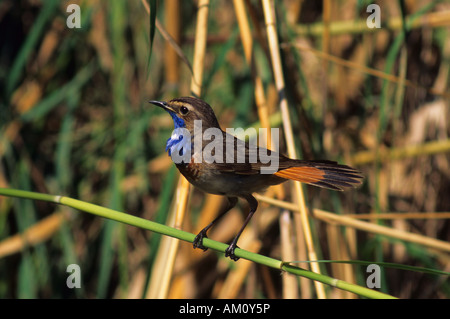 Gorgebleue à miroir (Luscinia svecica), homme Banque D'Images