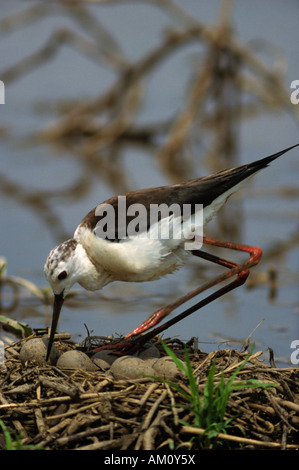 Black-winged Stilt (Himantopus himantopus) tournant ses oeufs Banque D'Images