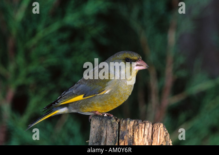 Carduelis chloris, Verdier, homme au point d'alimentation Banque D'Images