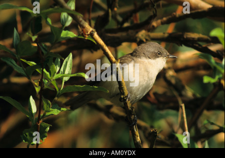 Fauvette grisette Sylvia curruca Lesser, Banque D'Images