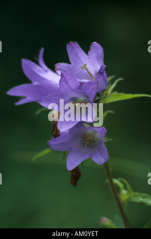 La campanule à feuilles ortie, campanula trachelium Banque D'Images