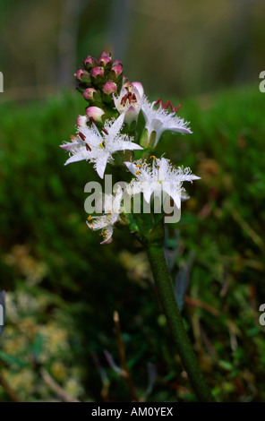 Bog-bean, Menyanthes trifoliata Banque D'Images