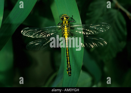 Gomphus vulgatissimus, Gomphe commun Banque D'Images