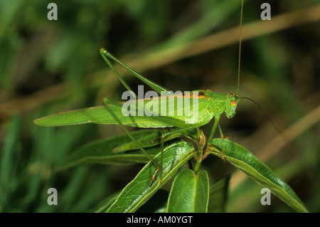 Roulement de la faucille, cricket Phaneroptera falcata, homme Banque D'Images