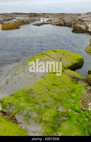 Les étangs de marée à l'Atlanic côte de Donegal à marée basse de rochers couverts par llight les algues vertes, l'Irlande Banque D'Images