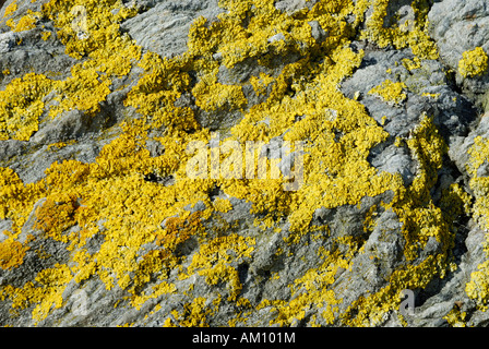 Roche de granit recouverte d'une couche de lichen jaune, disponible à l'Irlande Banque D'Images