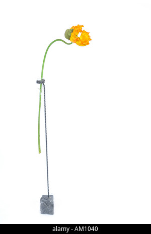 Coquelicot dans un vase Banque D'Images