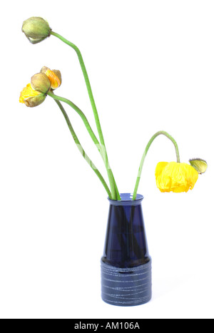 Coquelicots dans un vase Banque D'Images