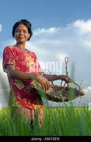 Les agriculteurs woman putting engrais naturel sur un champ de riz, province de Takeo, au Cambodge Banque D'Images