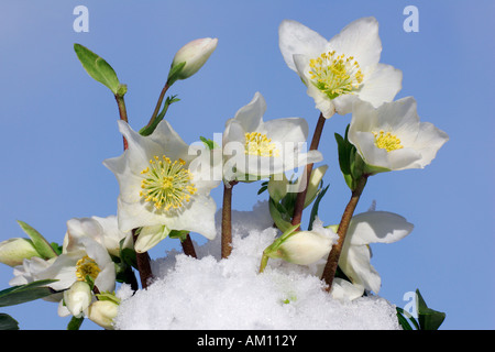 La floraison rose de Noël dans la neige (Helleborus niger hybride) Banque D'Images