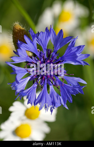 Fleurs de bleuet (Centaurea cyanus) en face de la camomille allemande (Matricaria recutita) (Matricaria chamomilla) Banque D'Images