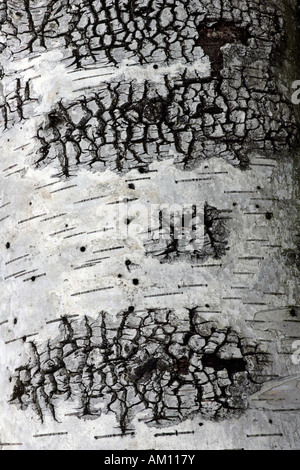 Bouleau blanc européen - bouleau verruqueux - écorce d'un bouleau (Betula pendula) Banque D'Images