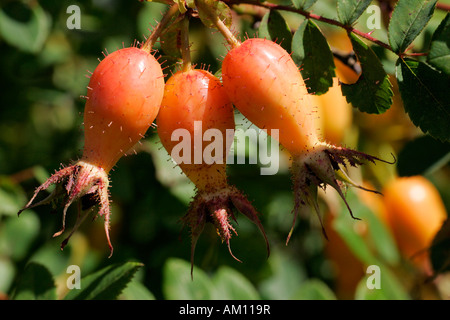 Rose Français avec églantier - fruits - (Rosa Gallica cultivar Cardinal de Richelieu) Banque D'Images