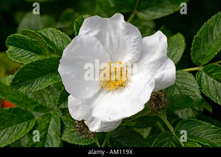 La floraison rose japonais - white blossom close up (Rosa rugosa) Banque D'Images