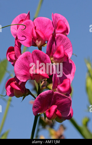 Éternelle floraison - pois pois vivace (Lathyrus latifolius) Banque D'Images