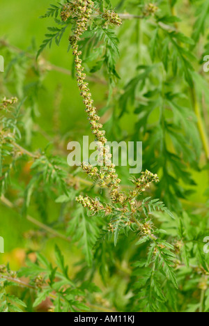 La petite herbe à poux, Ambrosia artemisiifolia Banque D'Images