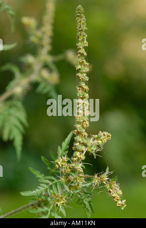 La petite herbe à poux, Ambrosia artemisiifolia Banque D'Images